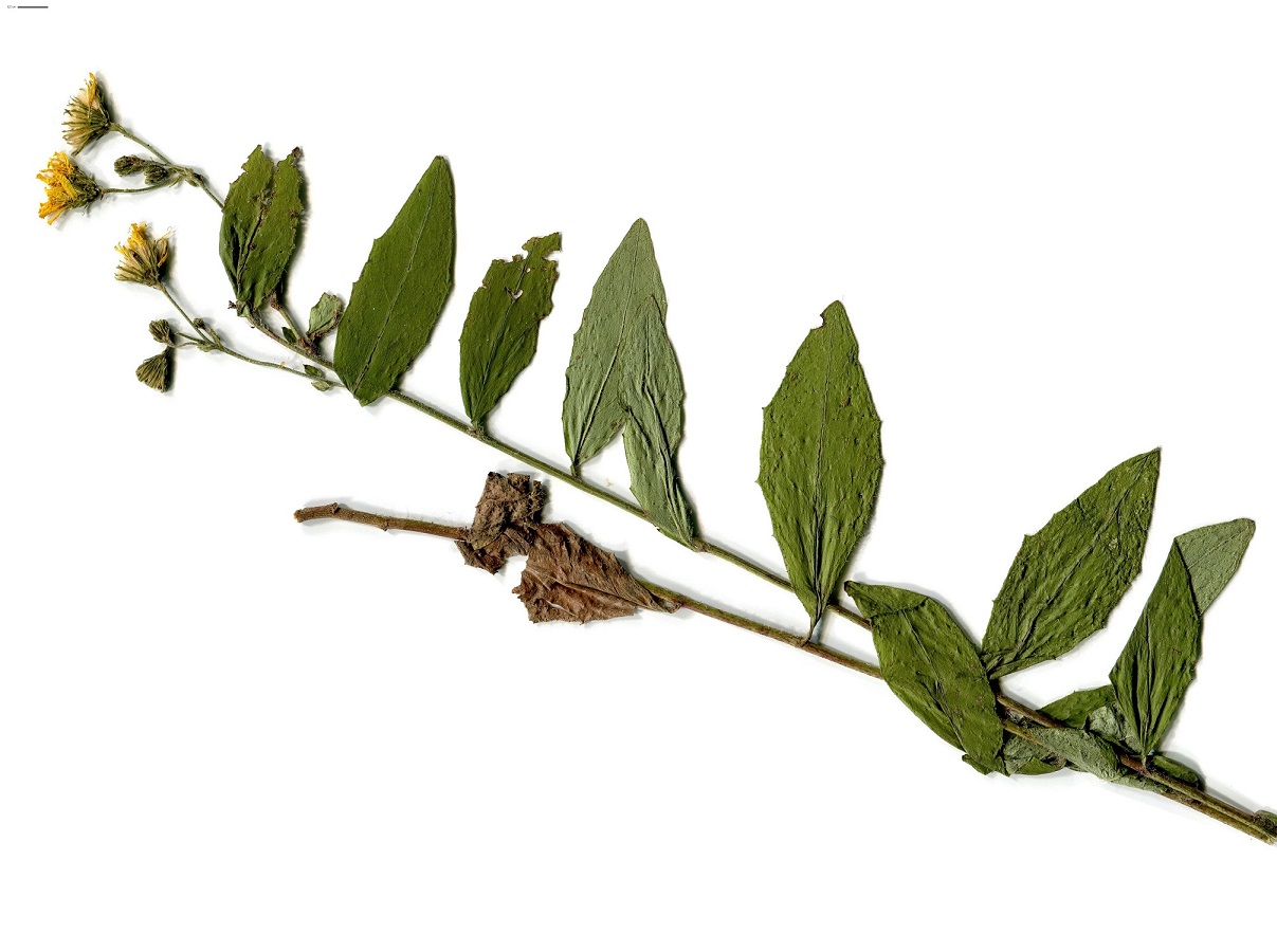 Hieracium laevigatum ser. (Asteraceae)